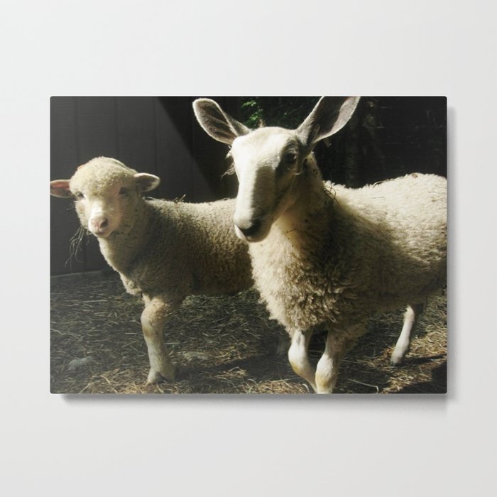 Lambs Metal Print