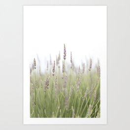 Europe Provence, Valensole lavender Art Print | Nature, Poppies, Cottage, Rance, Saintremy, Door, Landscape, Window, Photo, Lavender 