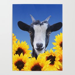 Goat in Sunflower field Poster