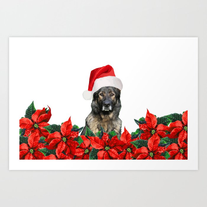 German Shephard Dog - Poinsettia Christmas Flowers Art Print