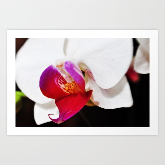 White and Purple Orchid Art Print