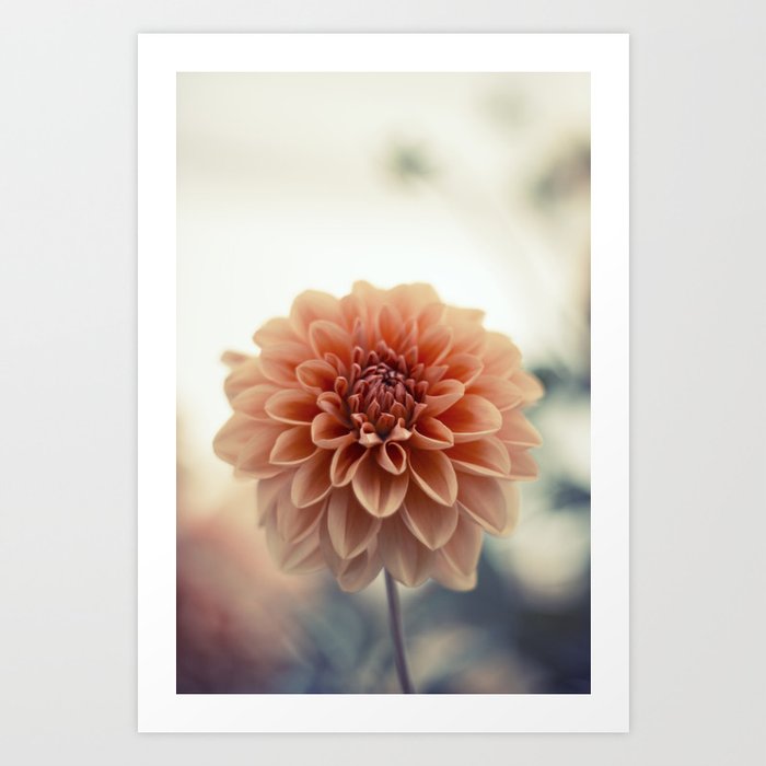 Dahlia Flower Art Print