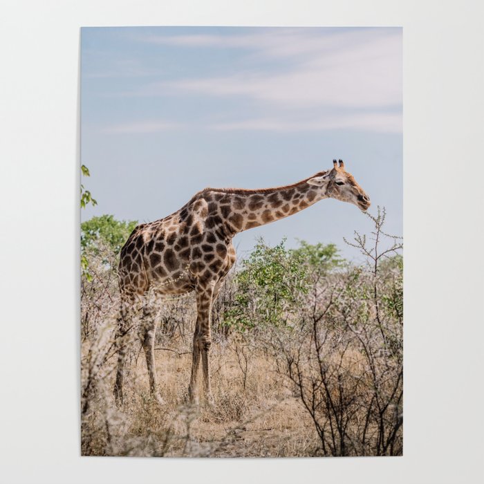 Giraffe in Africa | Wildlife photographer | Poster
