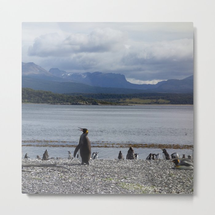 Argentina Photography - Herd Of Penguins Enjoying The Beach Metal Print
