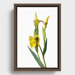 Yellow iris blossom Framed Canvas
