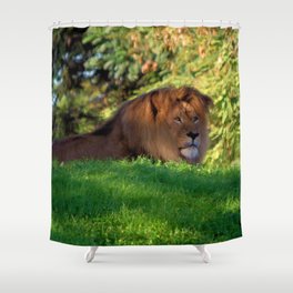 King of the Jungle - Lion deep in thought Shower Curtain