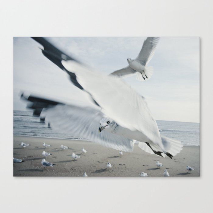 Seagull {Six} Canvas Print