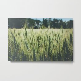 Summer Wheat Metal Print