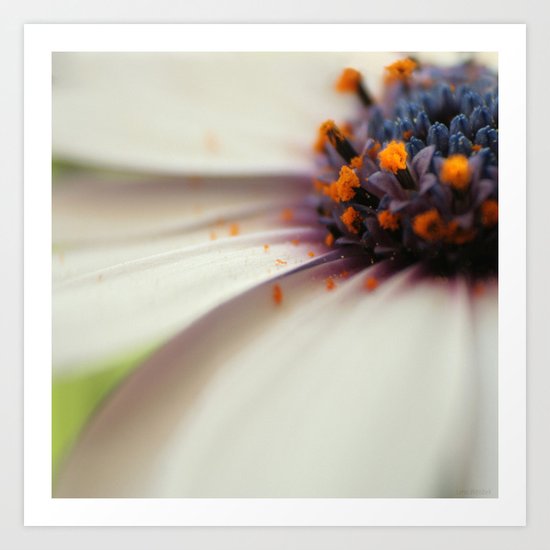 Cap Daisy Art Print