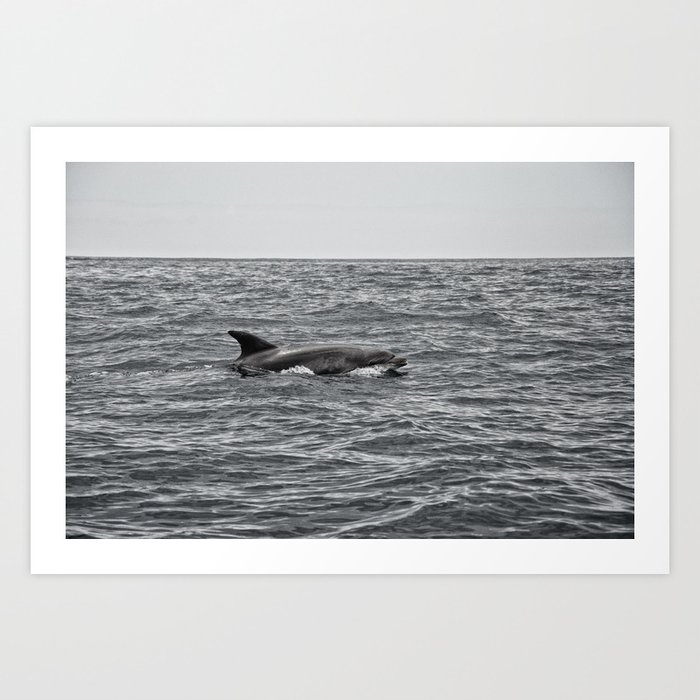 Dolphin fin Art Print