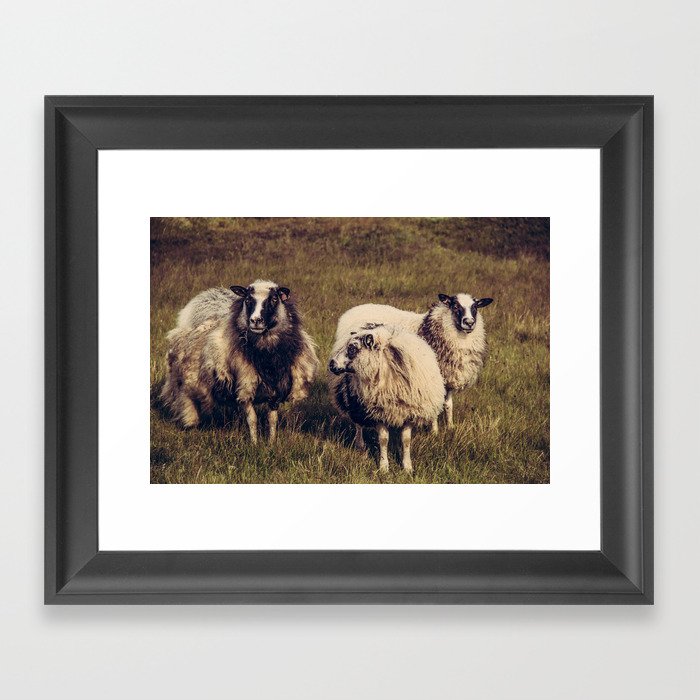 Icelandic Sheep Framed Art Print