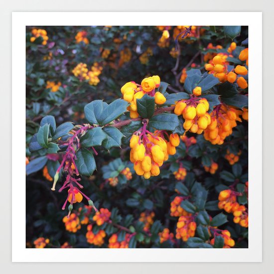 Orange Buds Art Print
