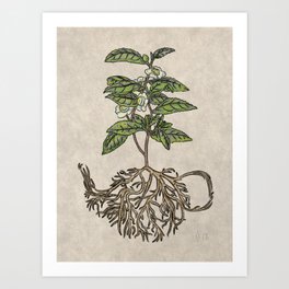 Camellia sinensis - tea plant Art Print