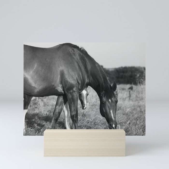 Horse with Foal in Texas Field Mini Art Print