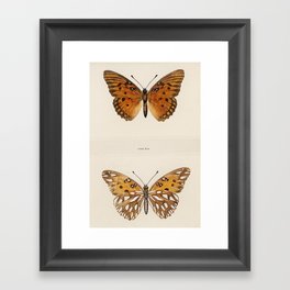 Moths and Butterflies Framed Art Print