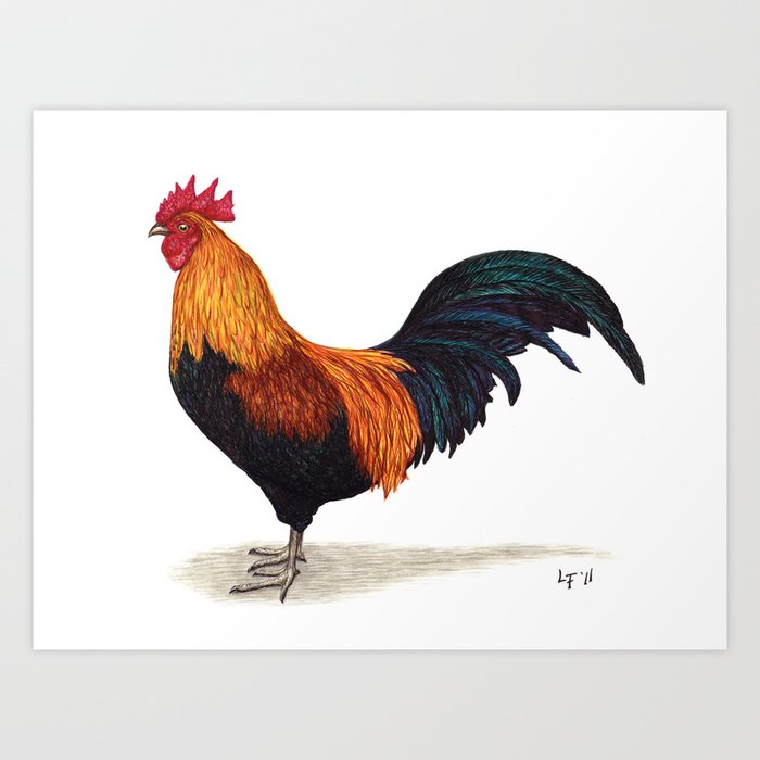 Rooster by Lars Furtwaengler | Ink Pen | 2011 Art Print