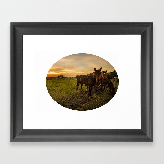 Horses in the Field Framed Art Print