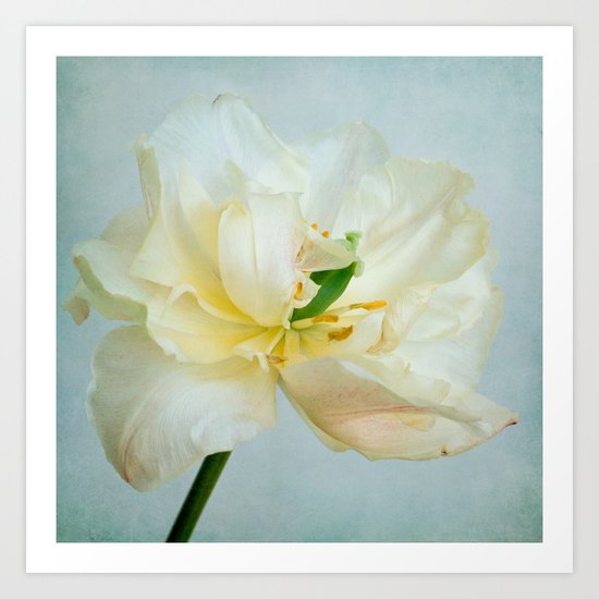 vanilla tulip Art Print