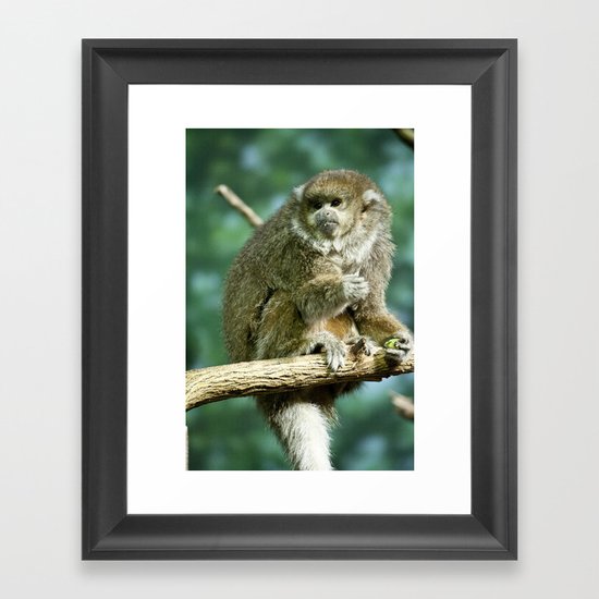 Monkey Framed Art Print