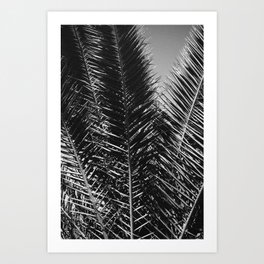 Black and White Palm leaves / Ibiza Nature & Travel Photography Art Print