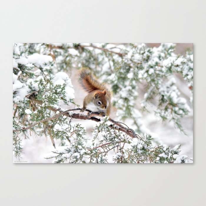 Seed Raider: Red Squirrel Canvas Print