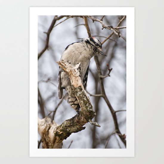 Hairy Woodpecker Art Print