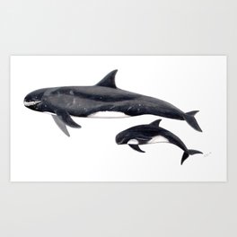 Pygmy killer whale Art Print