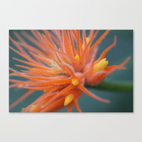 Orange Beauty Canvas Print