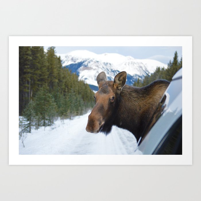 Beautiful Moose In Jasper National Park Art Print By Western Wanderlust Society6