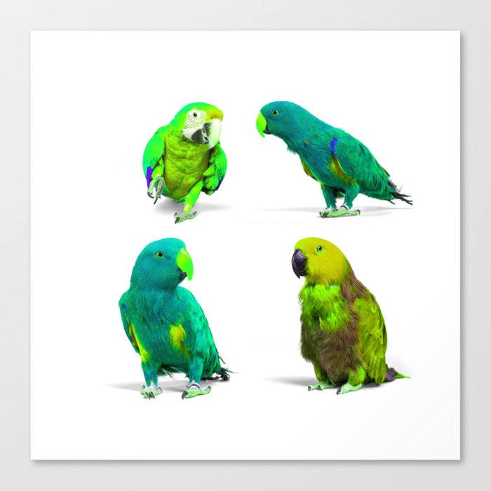 Adorable Parrot Bird Group Canvas Print