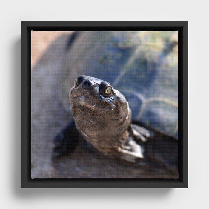 South Africa Photography - Beautiful Tortoise Framed Canvas