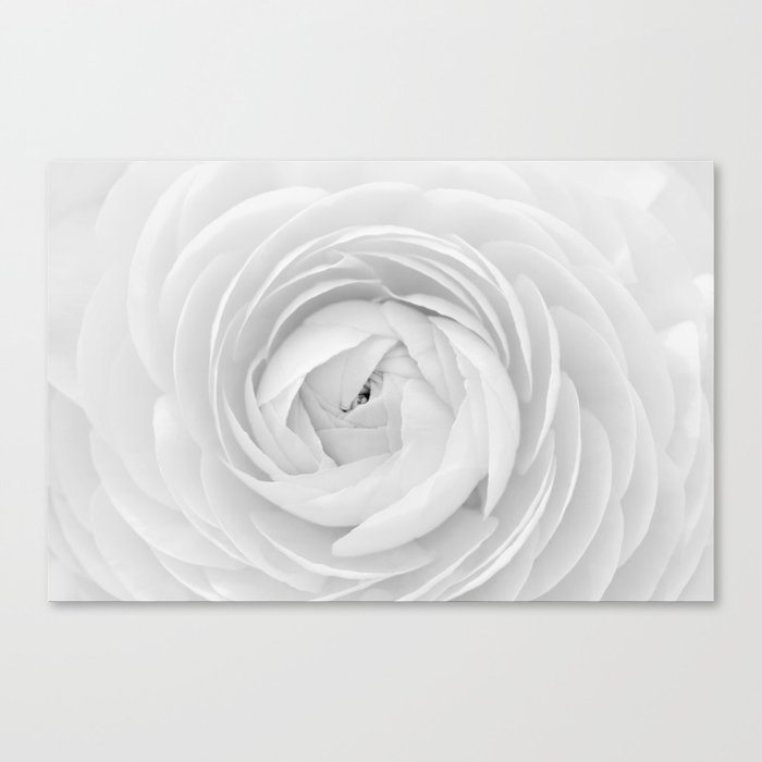 White ranunculus  0206 Canvas Print