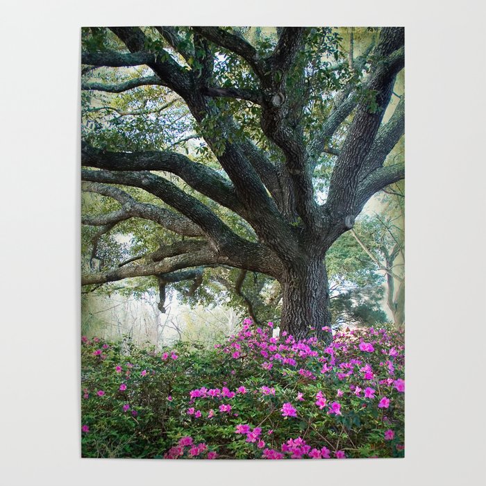 Oaks and Azaleas Poster