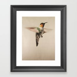 Humming Bird Framed Art Print