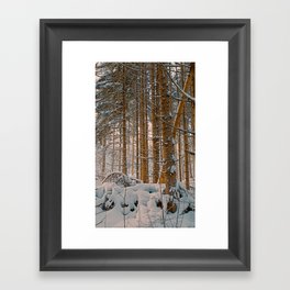 Golden hour in winter forest after snowstorm Framed Art Print