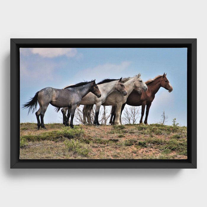 FIVE wild horses Framed Canvas