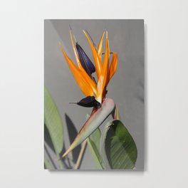 Exotic Beauty Of Bird Of Paradise Flower Metal Print