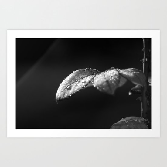 Rose in Black and White Art Print