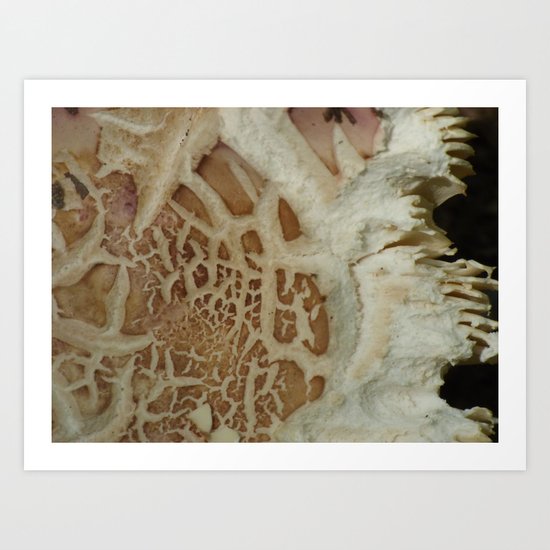 mushroom closeup 1 Art Print