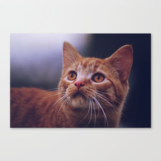 Kitty Canvas Print