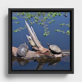 Turtles Framed Canvas