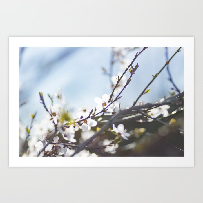 Lost winter Art Print | Photography, Spring, Flower, White-flower, Blossom, Macro, Macrophotography, Macrophoto, Cherrytree, Winter