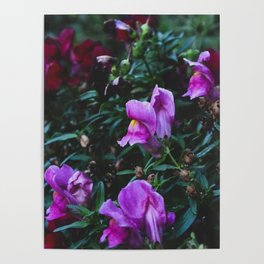 botanicals: mom's flowers Poster