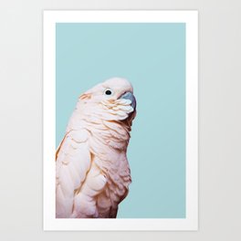 Parrot Photography | Pink Bird |  Tropical | Exotic | Turquoise Art | Blush Pink Art Print