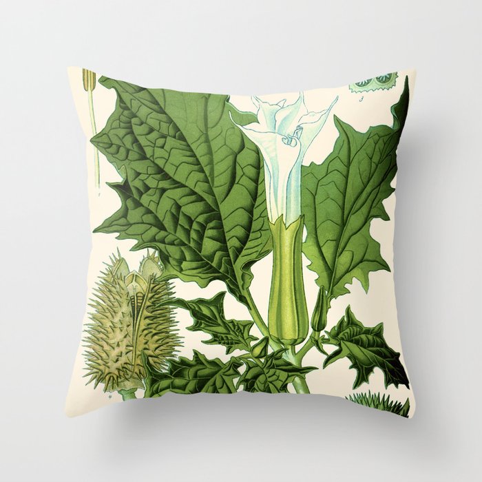 Datura stramonium (thorn apple - jimson weed or devil s snare) - Vintage botanical illustration Throw Pillow