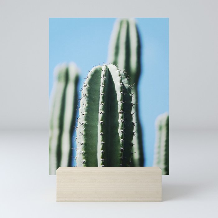 Aesthetic cactus photo | Cacti obsession | Pale green and blue Mini Art Print