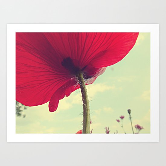 Red Poppy, Blue Sky Art Print
