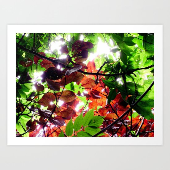 Enchanted Art Print