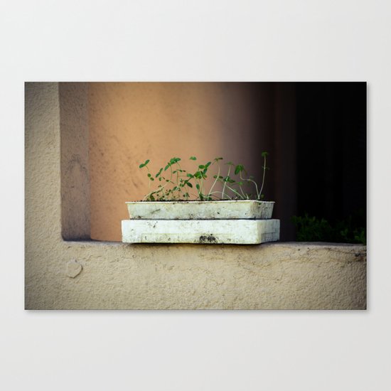 Seedlings Canvas Print