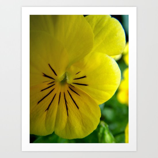 Yellow Pansy Art Print